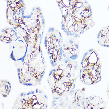 CD13 antibody