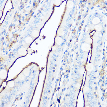 CD13 antibody