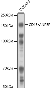 CD13 antibody