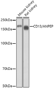 CD13 antibody