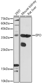 EPO antibody