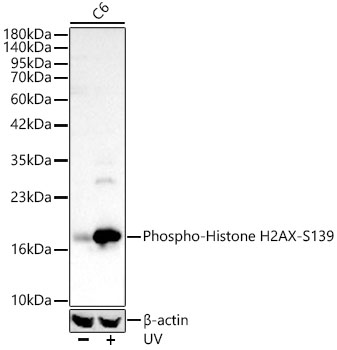 H2AFX antibody