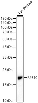 RPS10 Rabbit Antibody