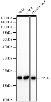 RPS10 Rabbit Antibody