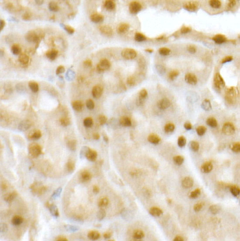 RING1B/RNF2 Rabbit Antibody