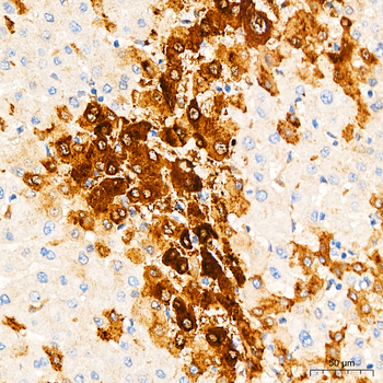 Glutamine Synthetase (GLUL) Rabbit Antibody