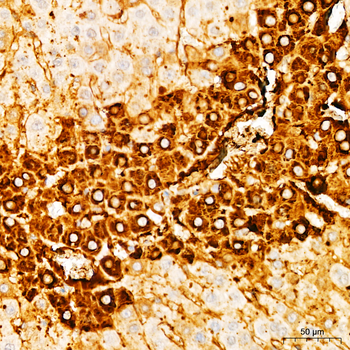 Glutamine Synthetase (GLUL) Rabbit Antibody