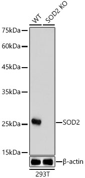 SOD2 Rabbit Antibody