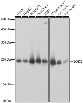 SOD2 Rabbit Antibody