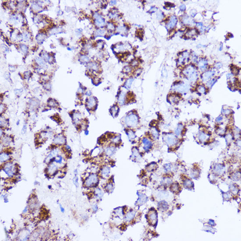 SHMT2 Rabbit Antibody