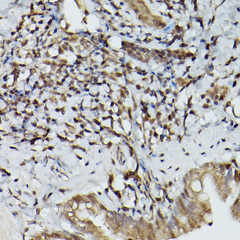 TFEB Rabbit Antibody