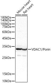 VDAC1 / Porin Rabbit Antibody