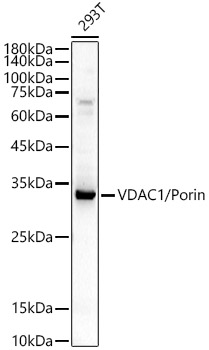 VDAC1 / Porin Rabbit Antibody