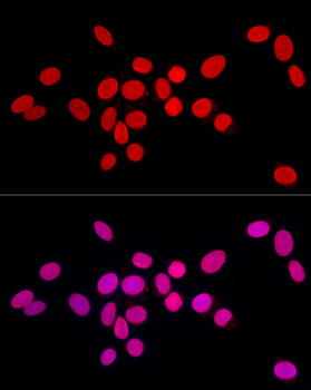 Lamin A/C Rabbit Antibody