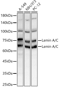 Lamin A/C Rabbit Antibody