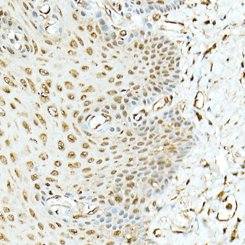 Hsp90β Rabbit Antibody