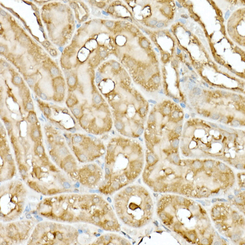 Hsp90β Rabbit Antibody