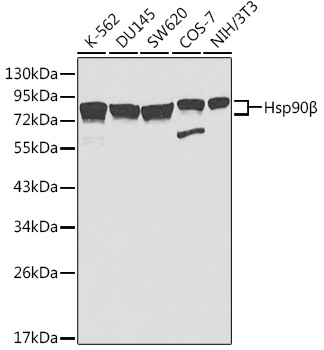 Hsp90β Rabbit Antibody