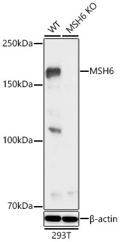 MSH6 Rabbit Antibody