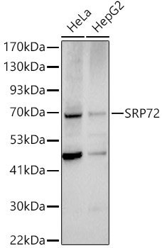 SRP72 Rabbit Antibody