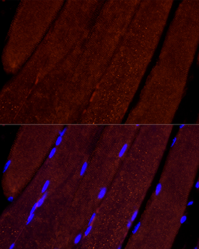 AIF Rabbit Antibody