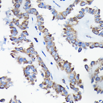 AIF Rabbit Antibody