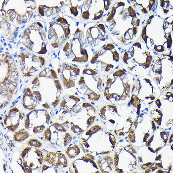 AIF Rabbit Antibody