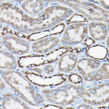 AIF Rabbit Antibody