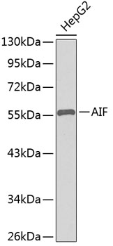 AIF Rabbit Antibody