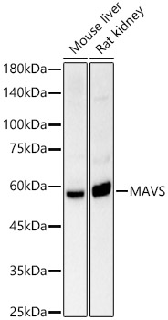 MAVS antibody