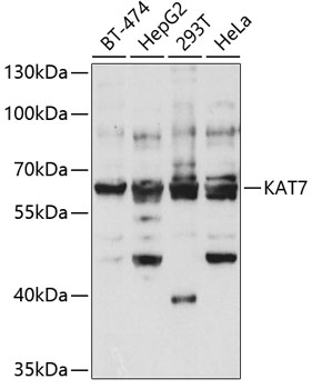 KAT7 antibody