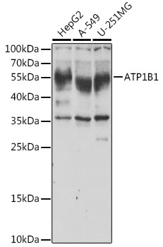 ATP1B1 antibody