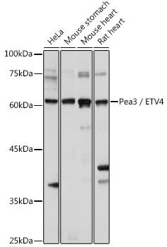 ETV4 antibody