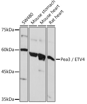 ETV4 antibody