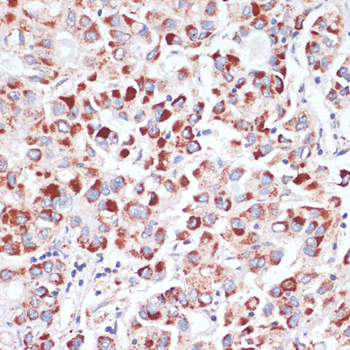 CD71 antibody