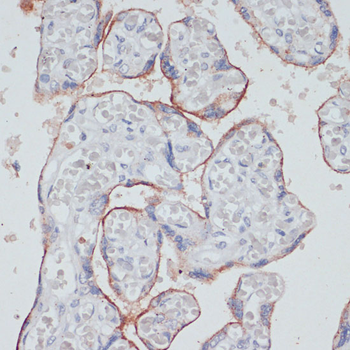 CD71 antibody