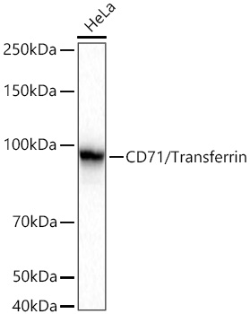 CD71 antibody