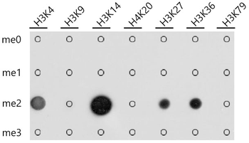 Pan DiMethyl-lysine antibody