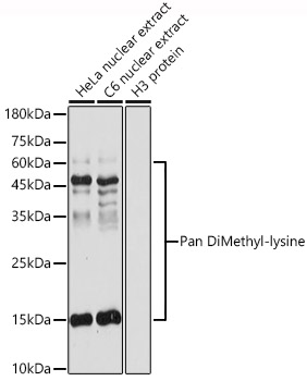 Pan DiMethyl-lysine antibody