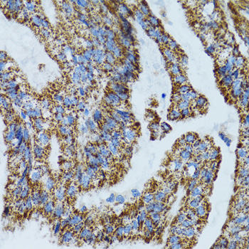 MRPL28 antibody