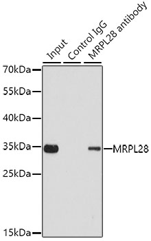 MRPL28 antibody