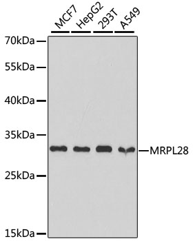 MRPL28 antibody