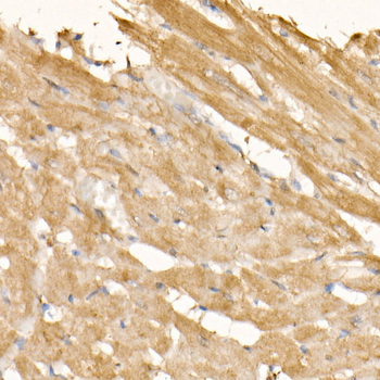 SOCS3 antibody