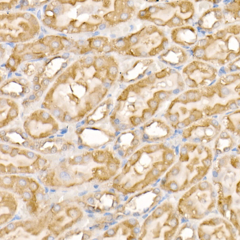 SOCS3 antibody