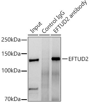 EFTUD2 Rabbit pAb Antibody