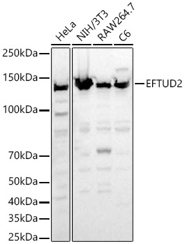 EFTUD2 Rabbit pAb Antibody