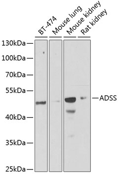 ADSS Rabbit pAb Antibody