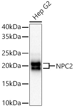 NPC2 Rabbit pAb Antibody