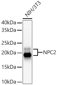 NPC2 Rabbit pAb Antibody