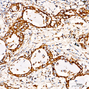 [KO Validated] COX5A Rabbit pAb Antibody